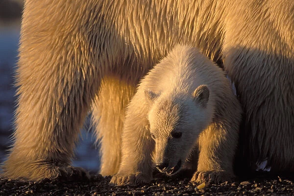 polar bear, Ursus maritimus, cub safely under its mothers belly, 1002 coastal