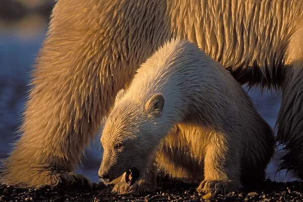 polar bear, Ursus maritimus, cub sits safely under its mothers belly, 1002 coastal
