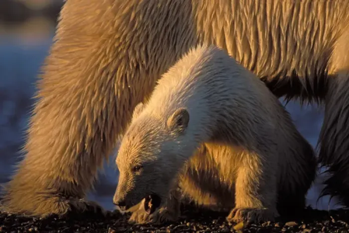 Framed Print : polar bear, Ursus maritimus, cub sits safely under its mothers belly, 1002 coastal
