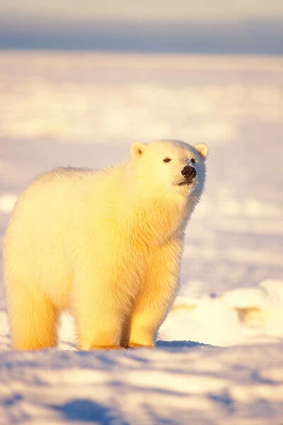 polar bear, Ursus maritimus, cub sniffs into the wind, on the frozen snow covered