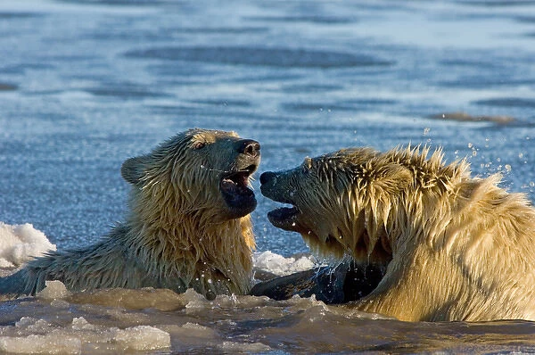 polar bear, Ursus maritimus, cub swims in the water, 1002 coastal plain of the Arctic