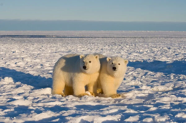 polar bear, Ursus maritimus, cubs play, 1002 coastal plain of the Arctic National Wildlife Refuge