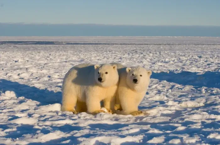 Framed Print : polar bear, Ursus maritimus, cubs play, 1002 coastal plain of the Arctic National Wildlife Refuge