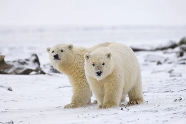 polar bear, Ursus maritimus, cubs play, 1002 coastal plain of the Arctic National Wildlife Refuge