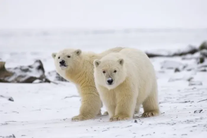 Framed Print : polar bear, Ursus maritimus, cubs play, 1002 coastal plain of the Arctic National Wildlife Refuge