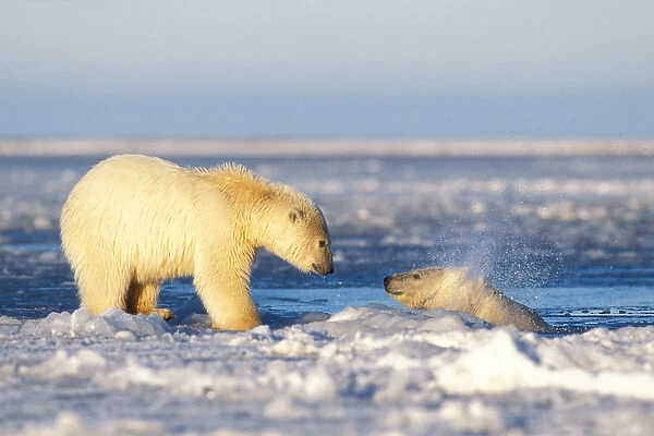 polar bear, Ursus maritimus, cubs playing, one in the water and the other on the