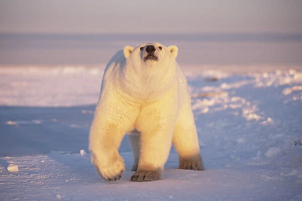polar bear, Ursus maritimus, curious bear tries to get close to the photographer