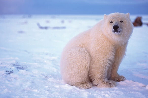 polar bear, Ursus maritimus, curious cub on the pack ice, 1002 area of the Arctic