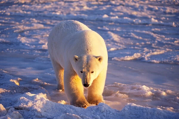 polar bear, Ursus maritimus, curious subadult on the pack ice, 1002 area of the Arctic