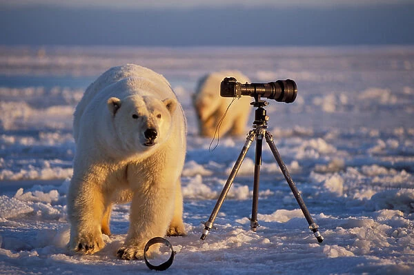 polar bear, Ursus maritimus, curiously checks out the photographers camera and tripod