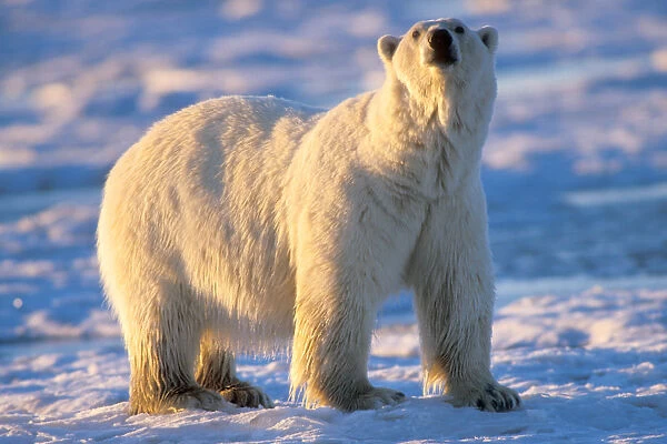 polar bear, Ursus maritimus, an extremely large fat bear in the 1002 area of the
