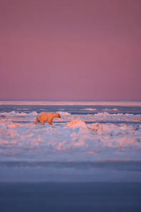 Framed Print : polar bear, Ursus maritimus, during fall pile up of rough ice, 1002 coastal plain Framed Print : polar bear, Ursus maritimus, during fall pile up of rough ice, 1002 coastal plain