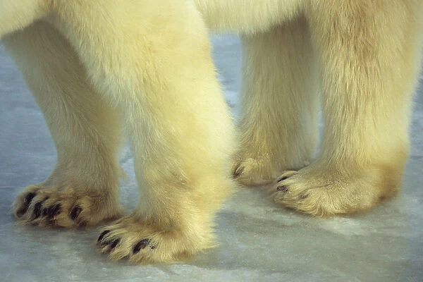 Polar Bear (Ursus maritimus) feet, Churchill, Manitoba, Canada