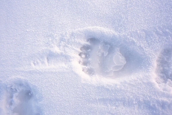 polar bear, Ursus maritimus, footprint on the pack ice of the frozen coastal plain