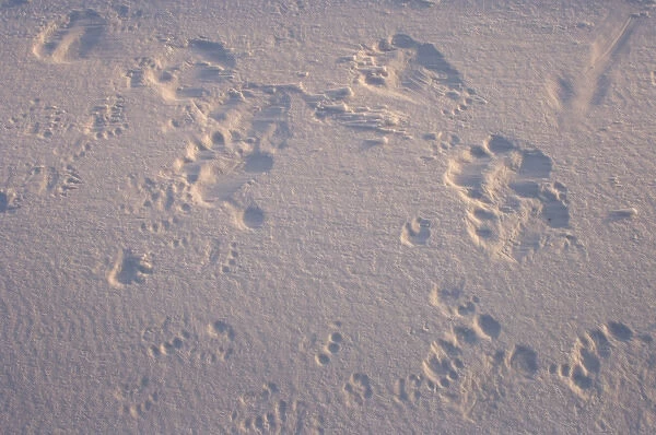 polar bear, Ursus maritimus, footprints outside a recently vacated den site along the Arctic coast
