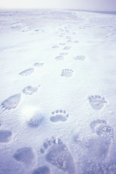 polar bear, Ursus maritimus, footprints on the pack ice of the frozen coastal plain