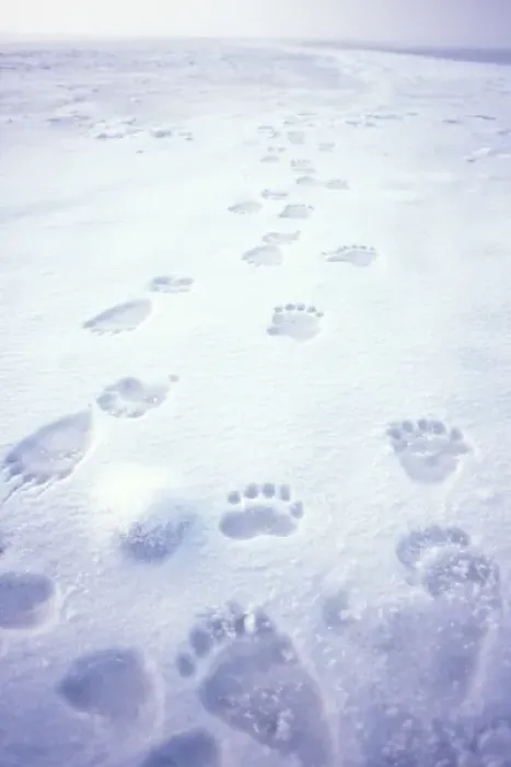 Framed Print : polar bear, Ursus maritimus, footprints on the pack ice of the frozen coastal plain Framed Print : polar bear, Ursus maritimus, footprints on the pack ice of the frozen coastal plain