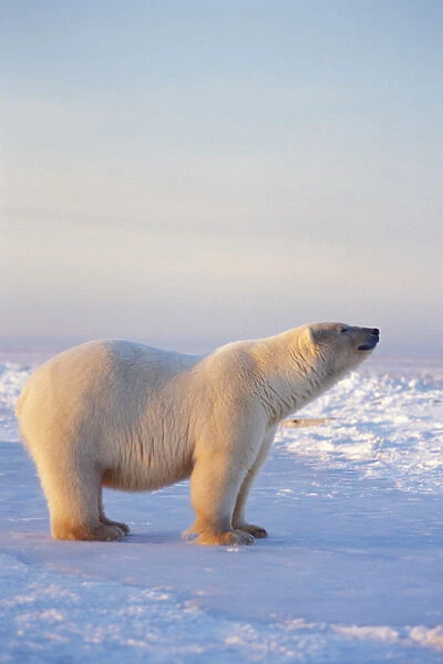 polar bear, Ursus maritimus, on the frozen pack ice, 1002 coastal plain of the Arctic