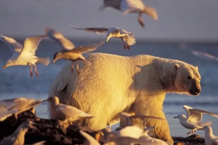 Framed Print : polar bear, Ursus maritimus, with glaucous-winged gulls, Larus glaucescens, 1002 Framed Print : polar bear, Ursus maritimus, with glaucous-winged gulls, Larus glaucescens, 1002