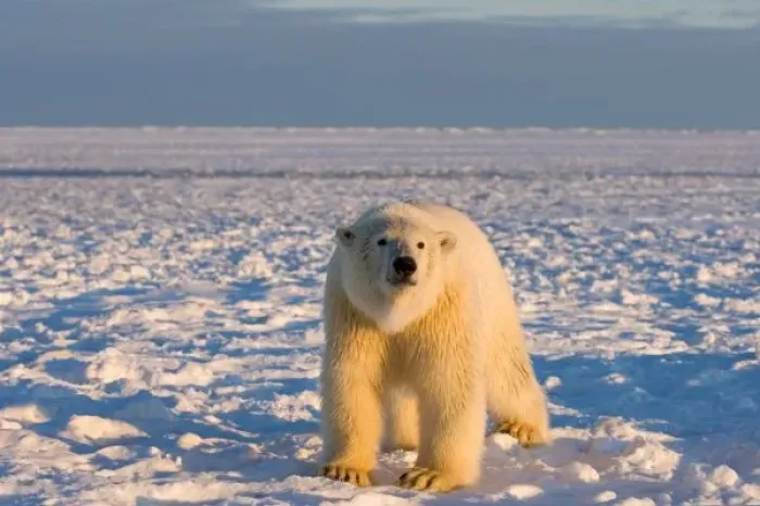 Framed Print : polar bear, Ursus maritimus, on ice and snow, 1002 coastal plain of the Arctic National