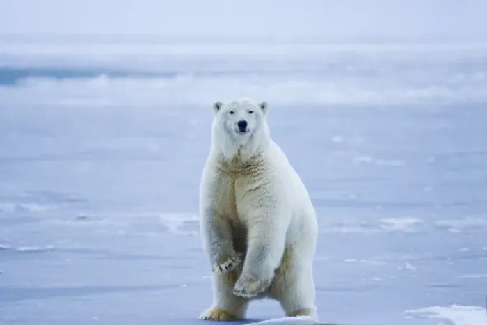 Framed Print : polar bear, Ursus maritimus, on ice and snow, 1002 coastal plain of the Arctic National Framed Print : polar bear, Ursus maritimus, on ice and snow, 1002 coastal plain of the Arctic National