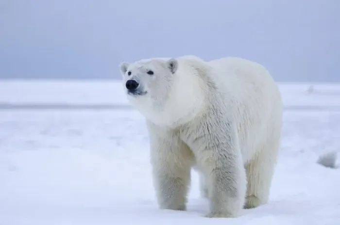 Framed Print : polar bear, Ursus maritimus, on ice and snow, 1002 coastal plain of the Arctic National Framed Print : polar bear, Ursus maritimus, on ice and snow, 1002 coastal plain of the Arctic National