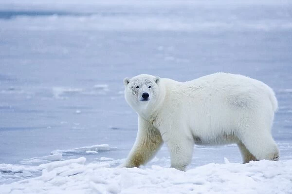 polar bear, Ursus maritimus, on ice and snow, 1002 coastal plain of the Arctic National