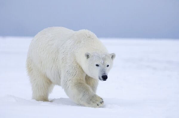 polar bear, Ursus maritimus, on ice and snow, 1002 coastal plain of the Arctic National