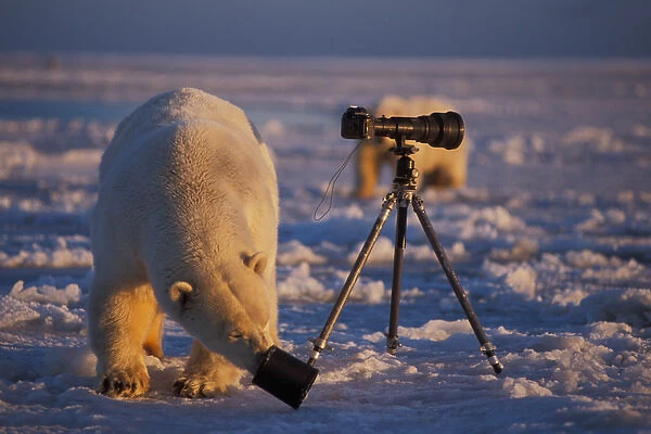 polar bear, Ursus maritimus, investigates a camera lens hood on the pack ice of the