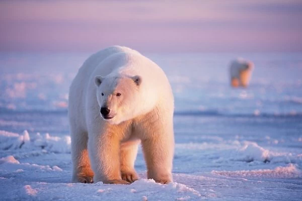 polar bear, Ursus maritimus, large boar on the pack ice at sunset, 1002 coastal plain