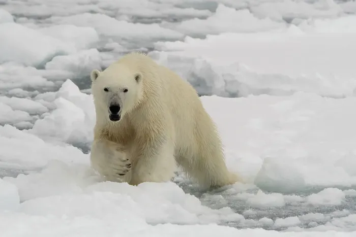 Framed Print : A polar bear, Ursus maritimus. North polar ice cap, Arctic Ocean Framed Print : A polar bear, Ursus maritimus. North polar ice cap, Arctic Ocean