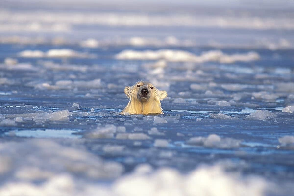 polar bear, Ursus maritimus, in an open lead of the pack ice, 1002 coastal plain