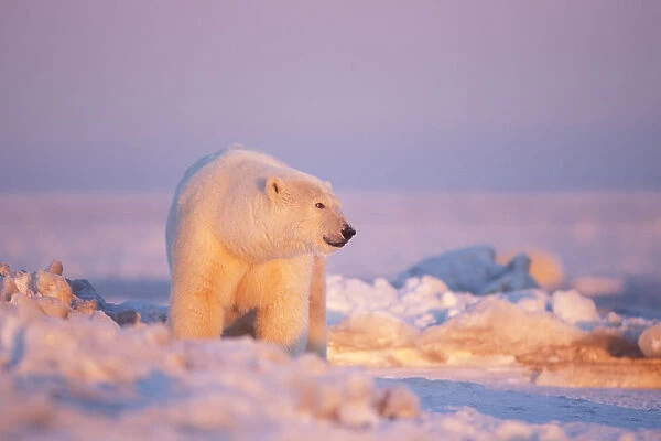 polar bear, Ursus maritimus, on the pack ice of the frozen coastal plain, 1002 area