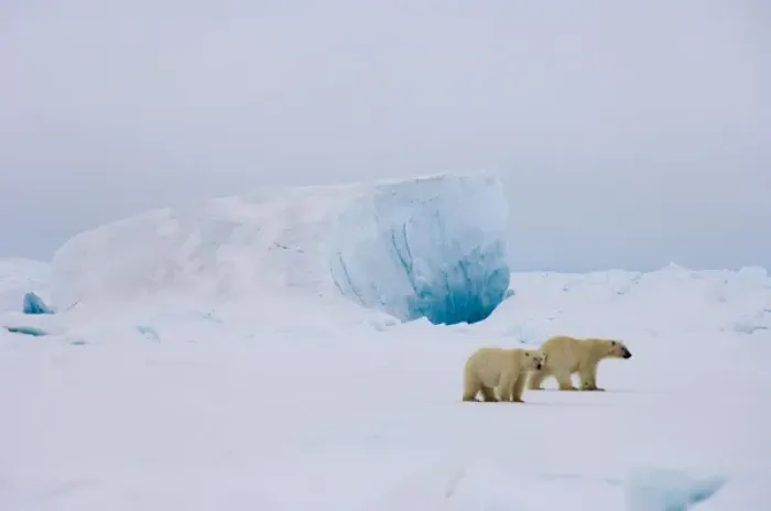 Framed Print : polar bear, Ursus maritimus, pair in rough ice on the frozen eastern Chuckchi Sea