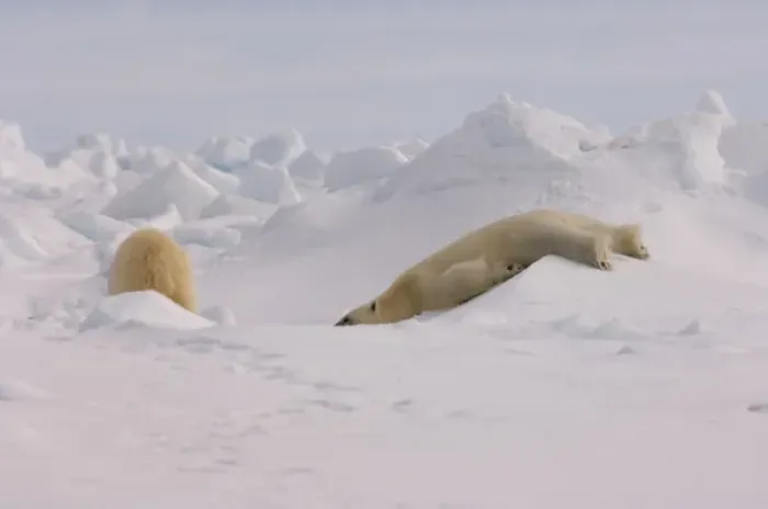 Framed Print : polar bear, Ursus maritimus, playfully sliding down rough ice, frozen eastern Chuckchi Sea Framed Print : polar bear, Ursus maritimus, playfully sliding down rough ice, frozen eastern Chuckchi Sea