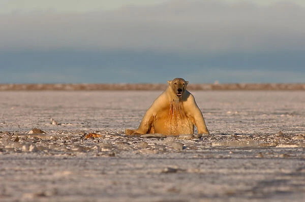 polar bear, Ursus maritimus, playing with a walrus flipper in slushy pack ice, 1002