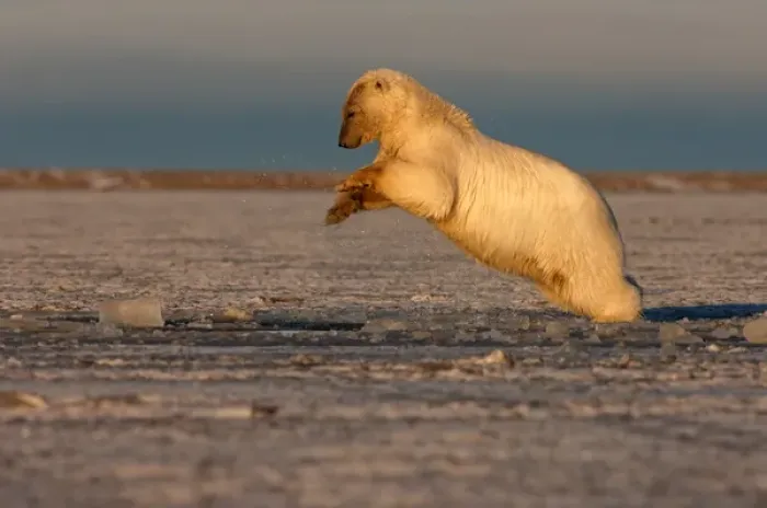 Framed Print : polar bear, Ursus maritimus, plays in slushy pack ice, 1002 coastal plain, Arctic Framed Print : polar bear, Ursus maritimus, plays in slushy pack ice, 1002 coastal plain, Arctic