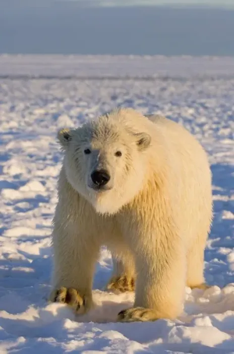 Framed Print : polar bear, Ursus maritimus, polar bear on ice and snow, 1002 coastal plain of Framed Print : polar bear, Ursus maritimus, polar bear on ice and snow, 1002 coastal plain of