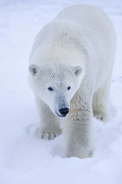 polar bear, Ursus maritimus, polar bear on ice and snow, 1002 coastal plain of the