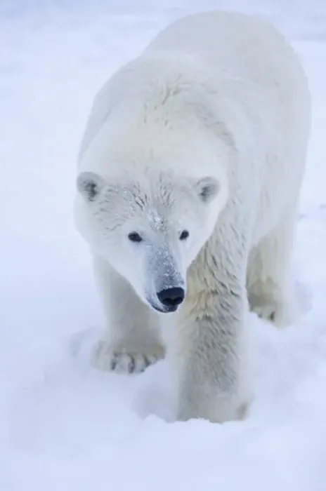 Framed Print : polar bear, Ursus maritimus, polar bear on ice and snow, 1002 coastal plain of