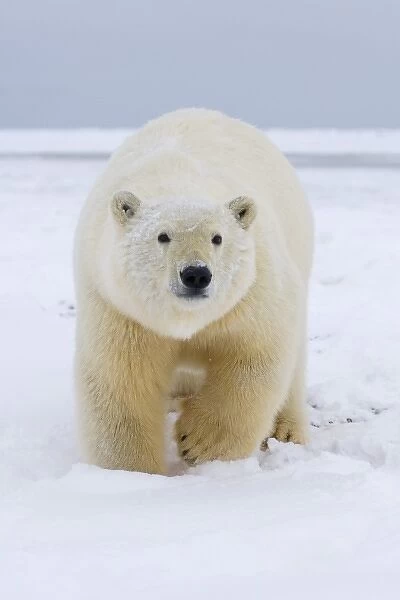 polar bear, Ursus maritimus, polar bear on ice and snow, 1002 coastal plain of the