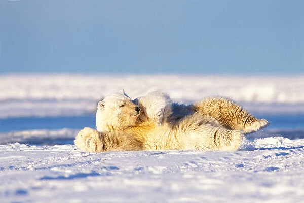 polar bear, Ursus maritimus, rolling on its back on the pack ice of the frozen coastal plain