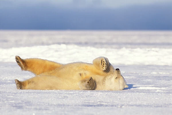 polar bear, Ursus maritimus, rolling around on the pack ice of the frozen coastal plain