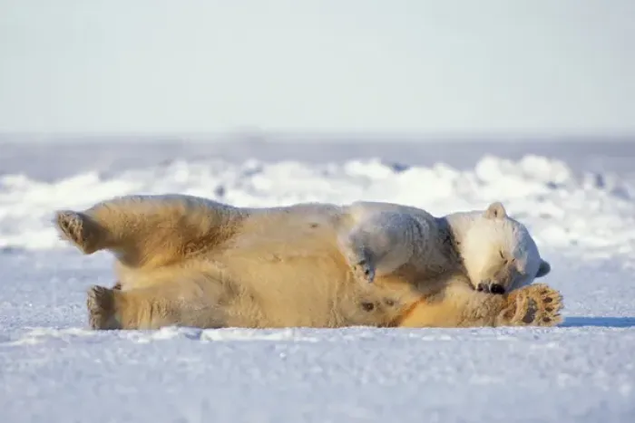Framed Print : polar bear, Ursus maritimus, rolling around on the pack ice, 1002 area of the Arctic Framed Print : polar bear, Ursus maritimus, rolling around on the pack ice, 1002 area of the Arctic