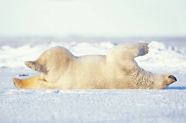 polar bear, Ursus maritimus, rolling around on the pack ice, 1002 area of the Arctic