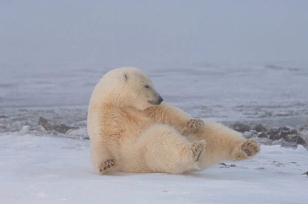 polar bear, Ursus maritimus, rolling around on the pack ice, 1002 coastal plain of