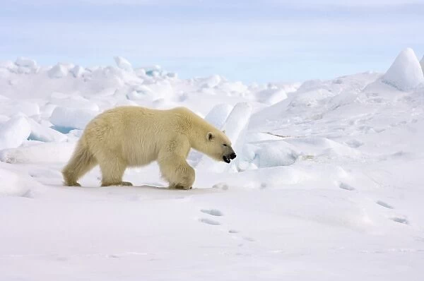 polar bear, Ursus maritimus, in rough ice on the frozen eastern Chuckchi Sea, Arctic