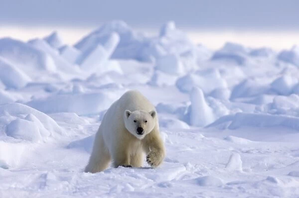 polar bear, Ursus maritimus, in rough ice on the frozen eastern Chuckchi Sea, Arctic
