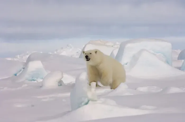 Framed Print : polar bear, Ursus maritimus, in rough ice on the frozen eastern Chuckchi Sea, Arctic