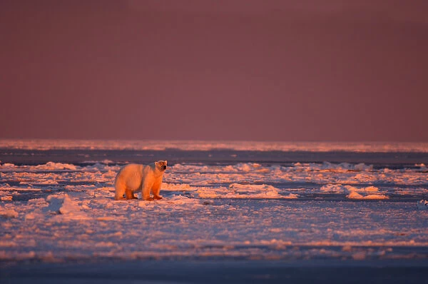 polar bear, Ursus maritimus, in rough ice at sunrise, 1002 coastal plain, Arctic